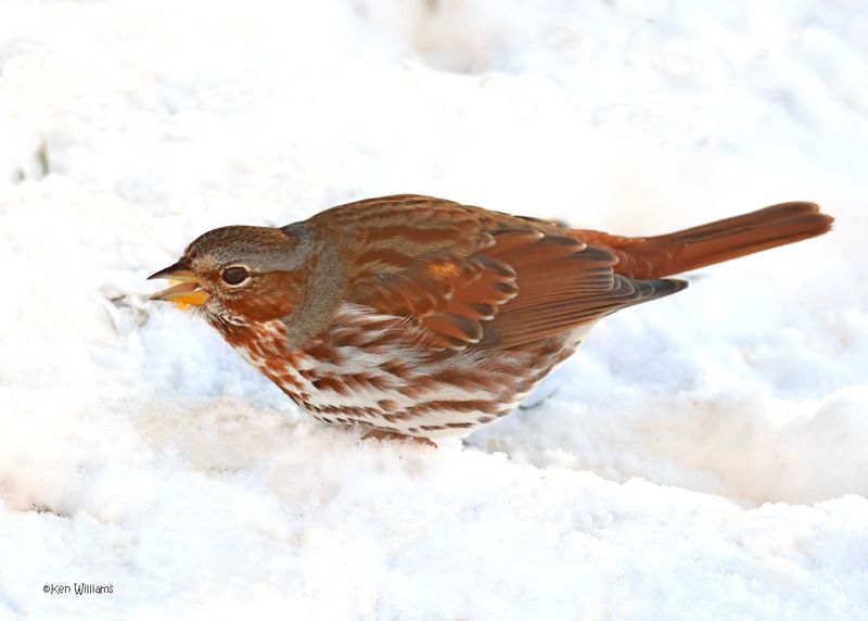 Fox Sparrow, Rogers Co. yard, OK 2-20-2025_9625z.jpg