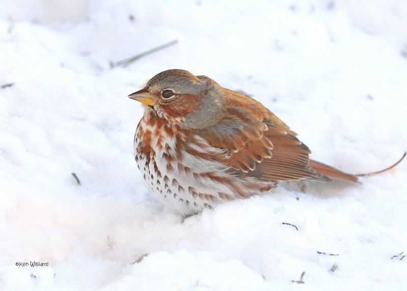 Fox Sparrow, Rogers Co. yard, OK 2-20-2025_9678z.jpg