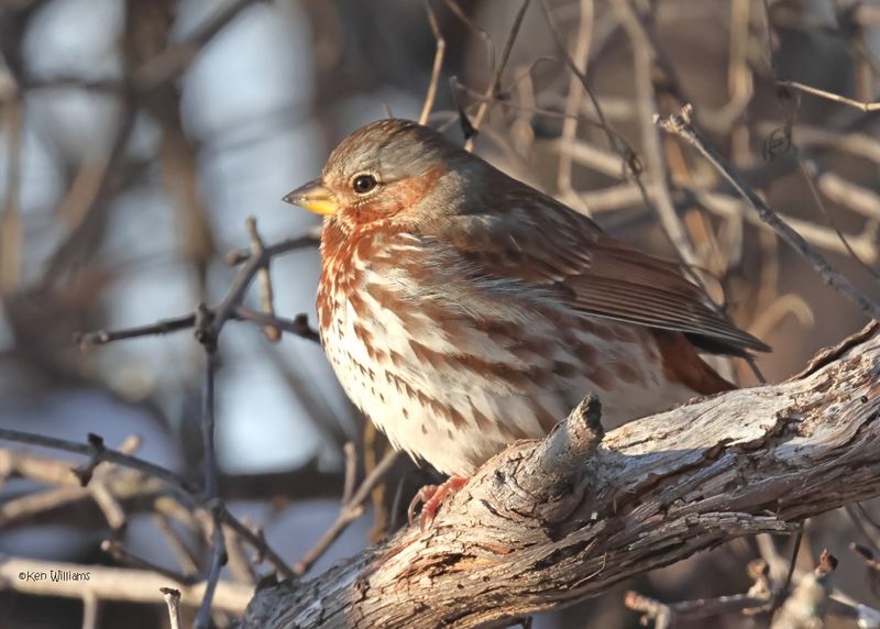 Fox Sparrow, Rogers Co. yard, OK 2-21-2025_9733z.jpg