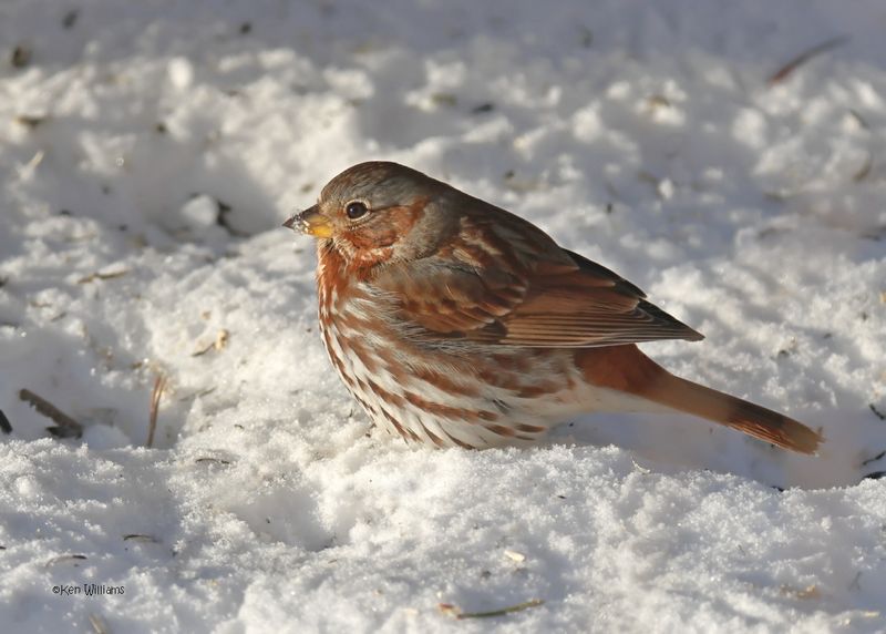 Fox Sparrow, Rogers Co. yard, OK 2-21-2025_9771z.jpg