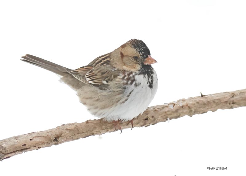 Harris's Sparrow, Rogers Co. yard, OK 2-19-2025_8888z.jpg