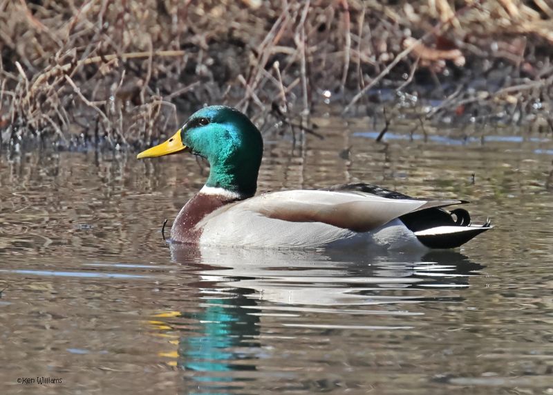 :Mallard: