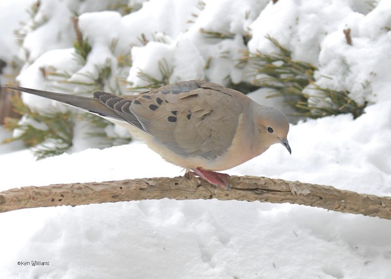 Mourning Dove, Rogers Co. yard, OK 2-19-2025_9419z.jpg