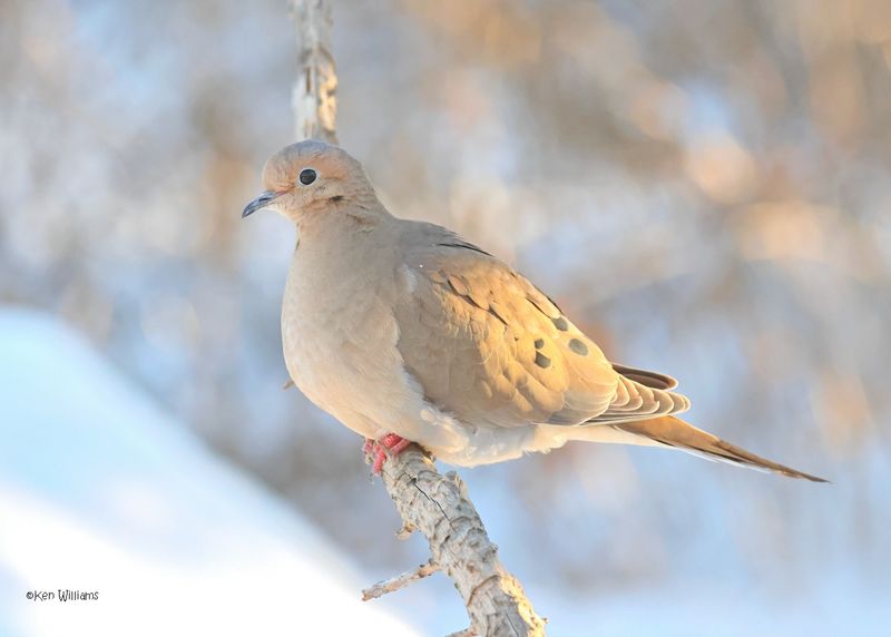 Mourning Dove, Rogers Co. yard, OK 2-20-2025_9666z.jpg