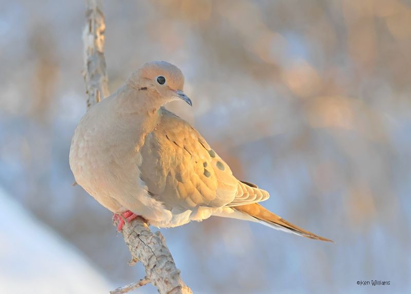 Mourning Dove, Rogers Co. yard, OK 2-20-2025_9669z.jpg