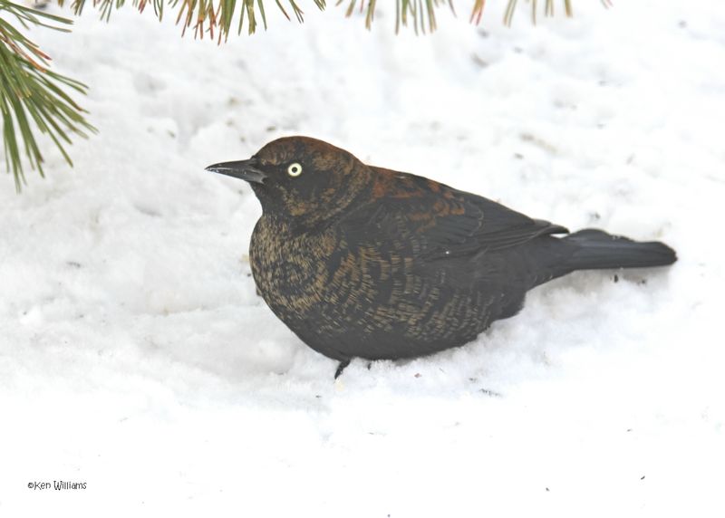 Rusty Blackbird non-breeding male, Rogers Co. yard, OK 2-19-2025_9295z.jpg