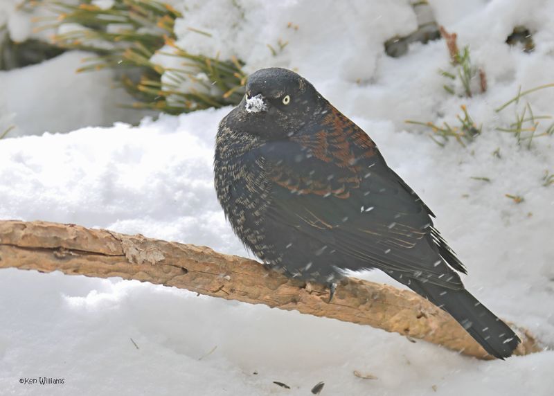 Rusty Blackbird non-breeding male, Rogers Co. yard, OK 2-19-2025_9444z.jpg