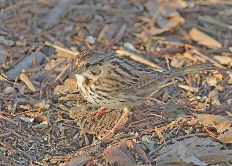 Song Sparrow, Rogers Co yard., OK 2-26-2025_9855z.jpg