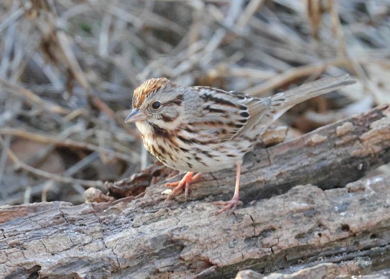 Song Sparrow, Rogers Co yard., OK 2-26-2025_9880z.jpg