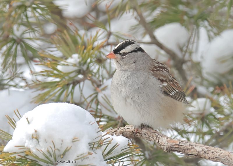 White-crowned Sparrow, Rogers Co. yard, OK 2-19-2025_8998z.jpg