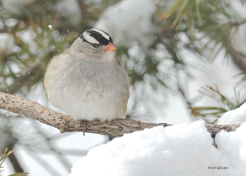 White-crowned Sparrow, Rogers Co. yard, OK 2-19-2025_9020z.jpg