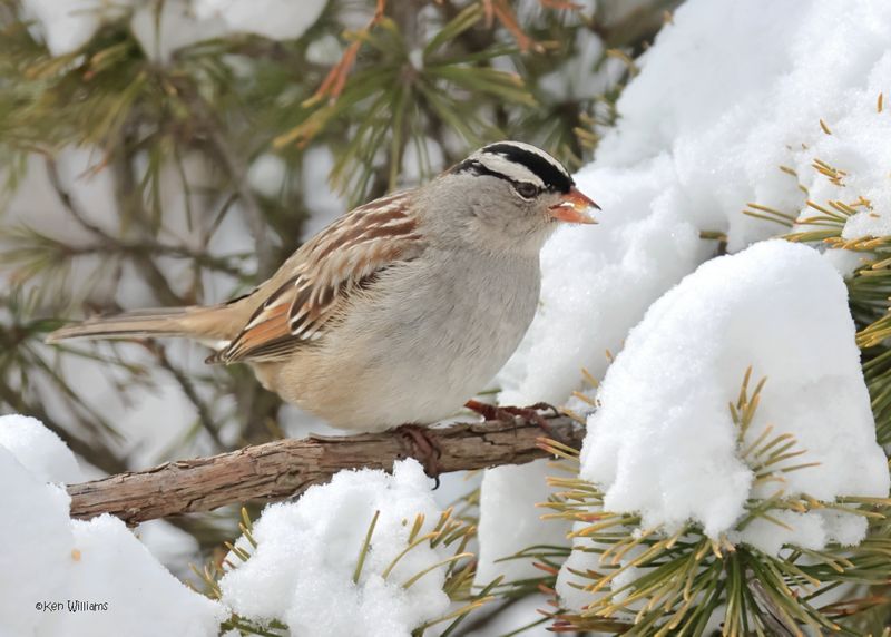 White-crowned Sparrow, Rogers Co. yard, OK 2-19-2025_9135z.jpg