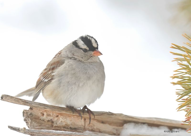 White-crowned Sparrow, Rogers Co. yard, OK 2-19-2025_9222z.jpg