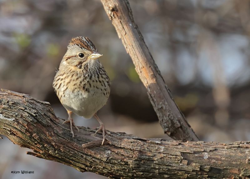 Lincoln's Sparrow, Rogers Co yard, OK, 3-27-2025_0068az.jpg