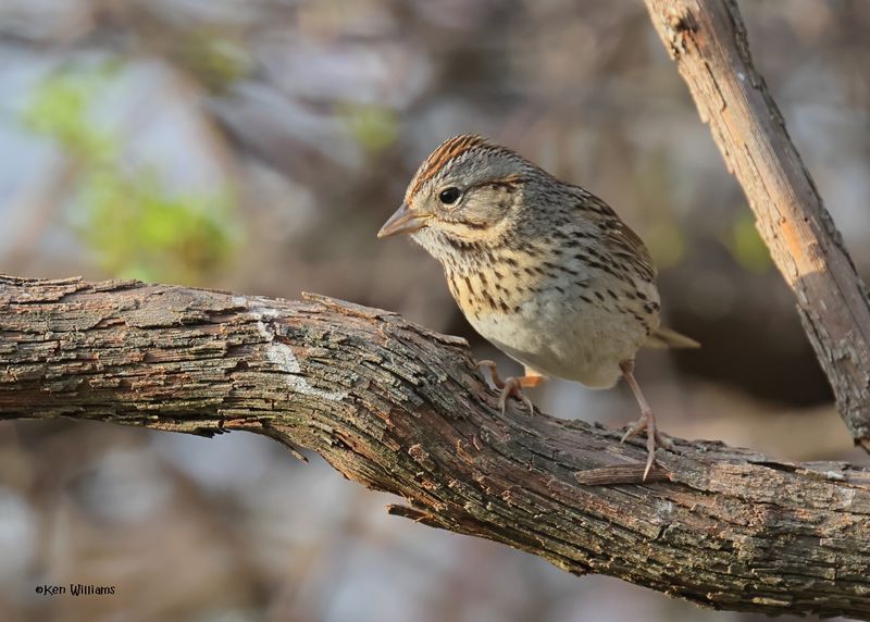 Lincoln's Sparrow, Rogers Co yard, OK, 3-27-2025_0073az.jpg