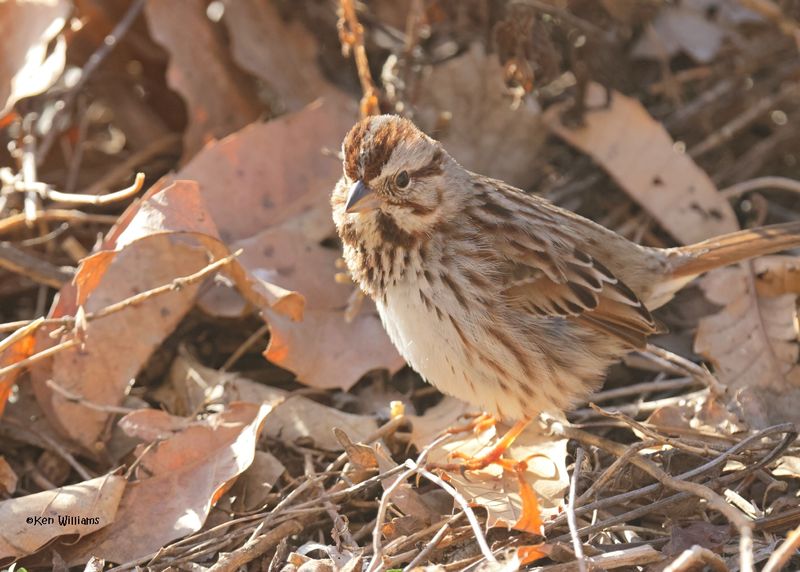 Song Sparrow, Rogers Co yard, OK, 3-7-2025_9927adz.jpg