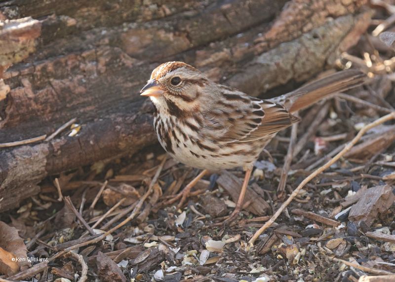 Song Sparrow, Rogers Co yard, OK, 3-7-2025_9946azD.jpg