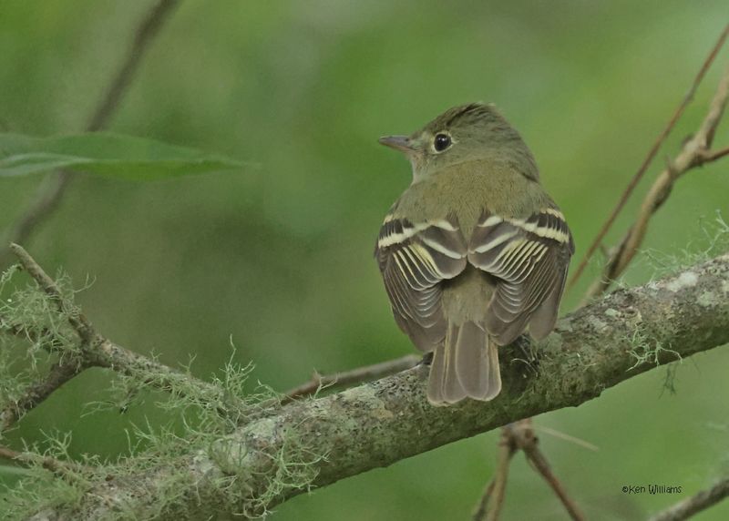Acadian Flycatcher