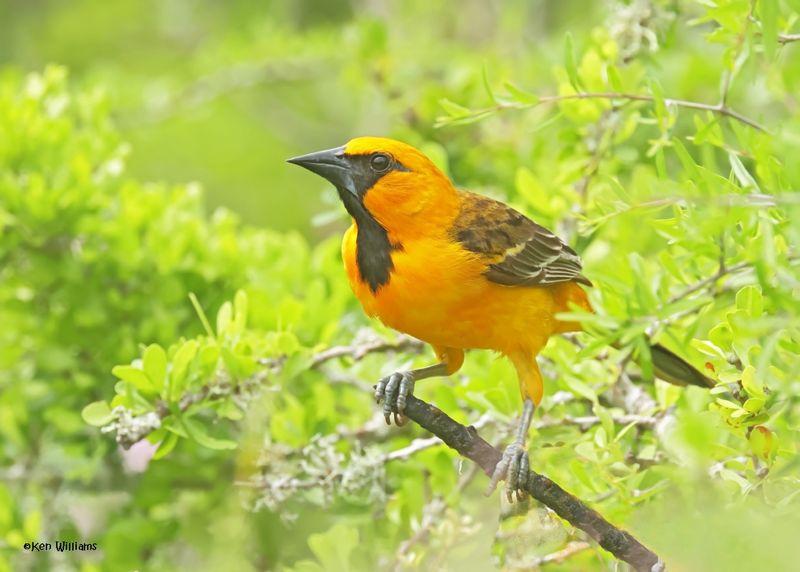 Altamira Oriole 1st year, Laguna Vista Nature Trail, TX, 4-24-2025_6145az.jpg
