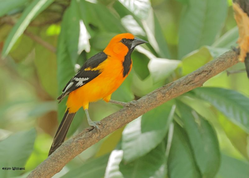 Altamira Oriole, Estero Llano Grande SP, TX, 4-27-2025_9474az.jpg
