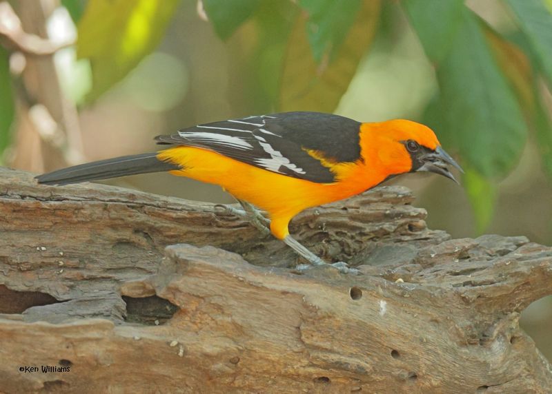 :Altamira Oriole:
