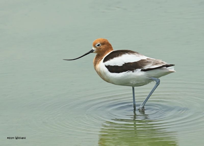 American Avocet, Port Aransas, TX, 4-28-2025_0735az.jpg