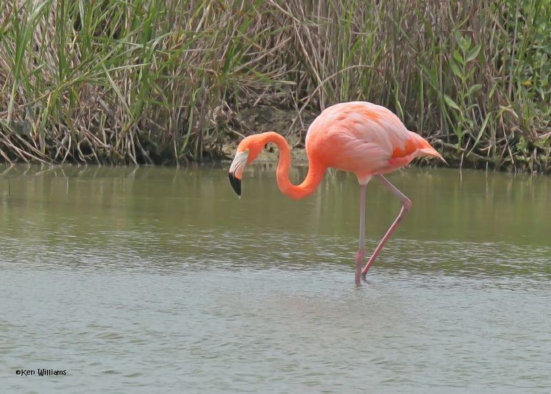 American Flamingo, Port Aransas, TX, 4-28-2025_0632az.jpg