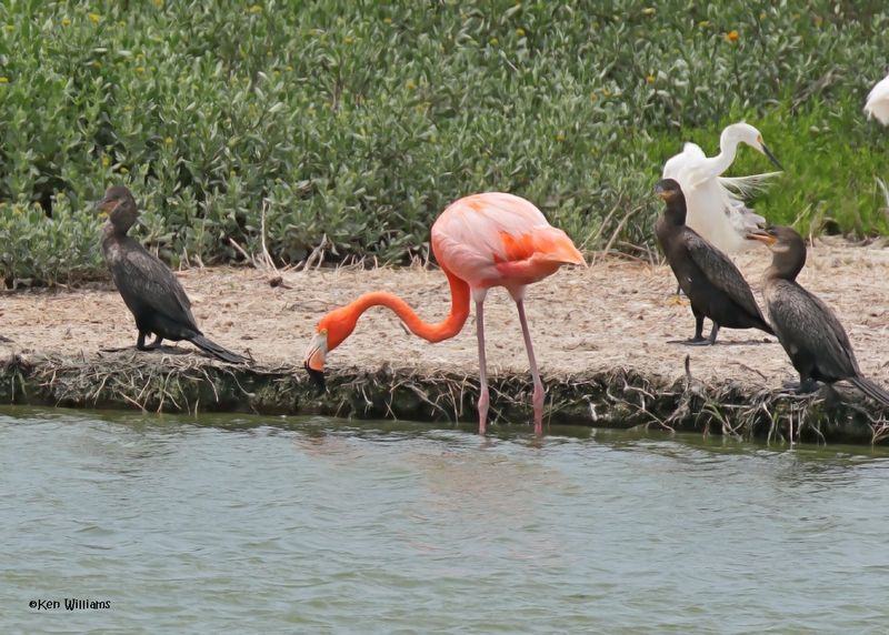 American Flamingo, Port Aransas, TX, 4-28-2025_0663az.jpg