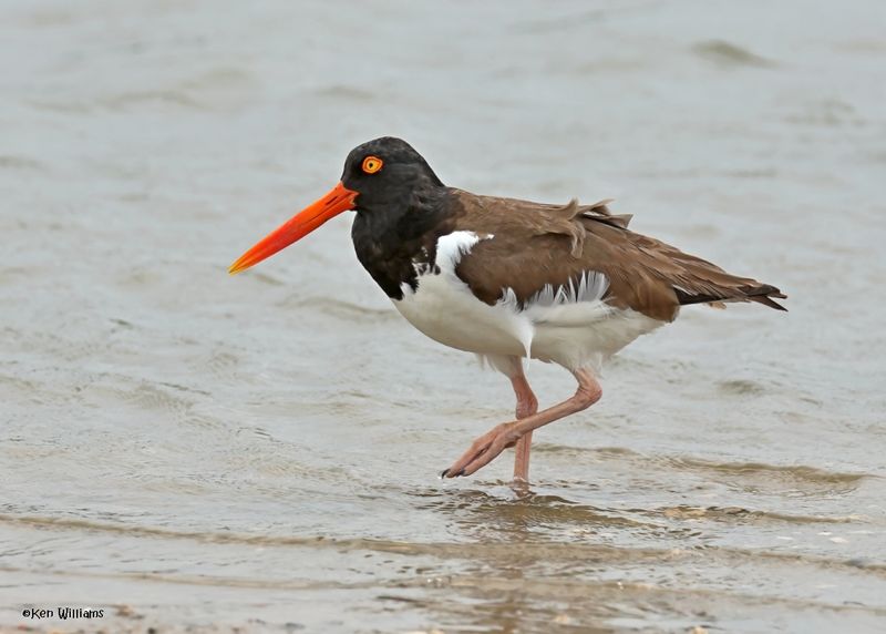 American Oystercatcher, Bolivar Flats, TX, 4-30-2025_2868az.jpg