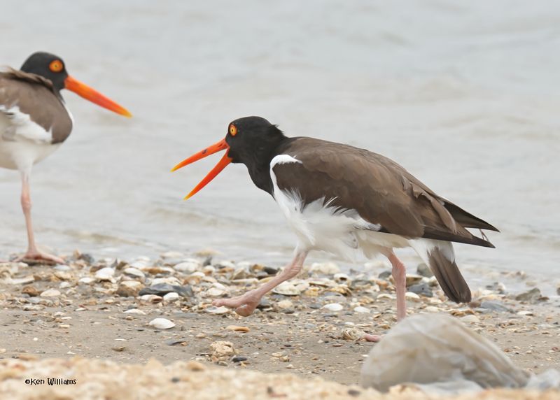 American Oystercatcher, Bolivar Flats, TX, 4-30-2025_2896az.jpg
