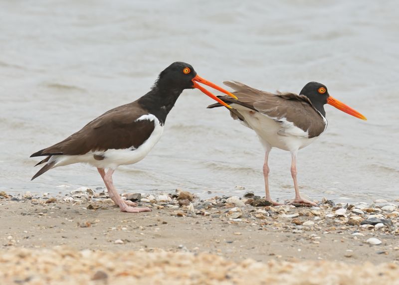 American Oystercatcher, Bolivar Flats, TX, 4-30-2025_2897az.jpg