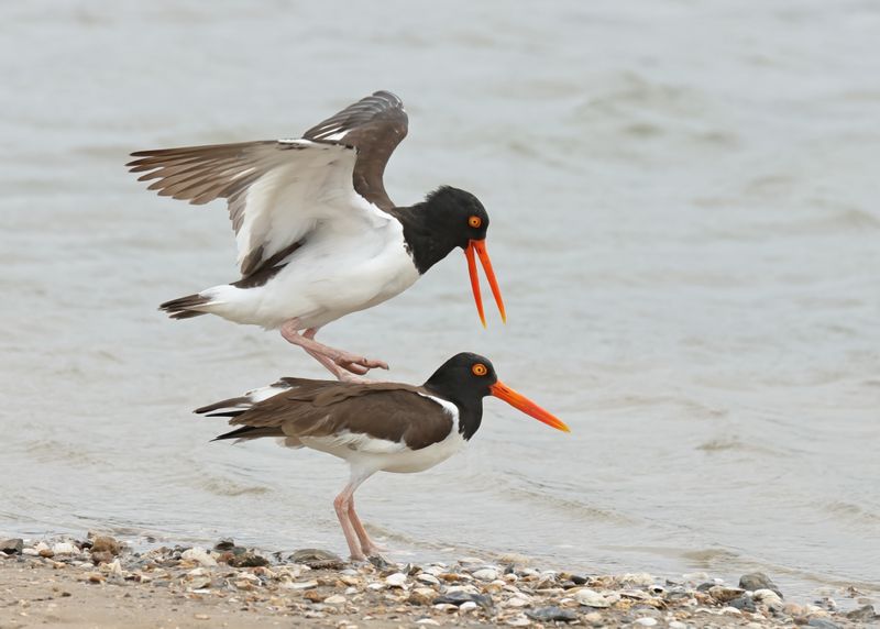 American Oystercatcher, Bolivar Flats, TX, 4-30-2025_2911az.jpg