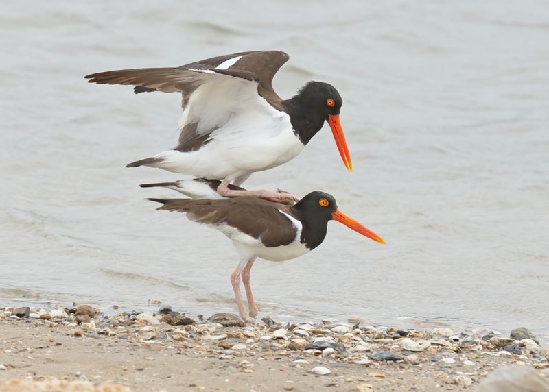 American Oystercatcher, Bolivar Flats, TX, 4-30-2025_2912az.jpg