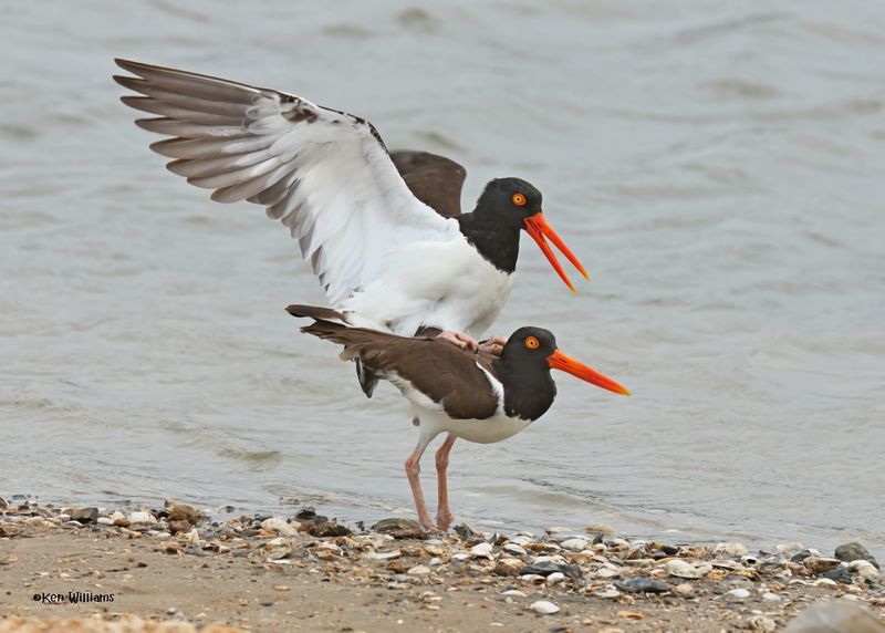 American Oystercatcher, Bolivar Flats, TX, 4-30-2025_2915az.jpg