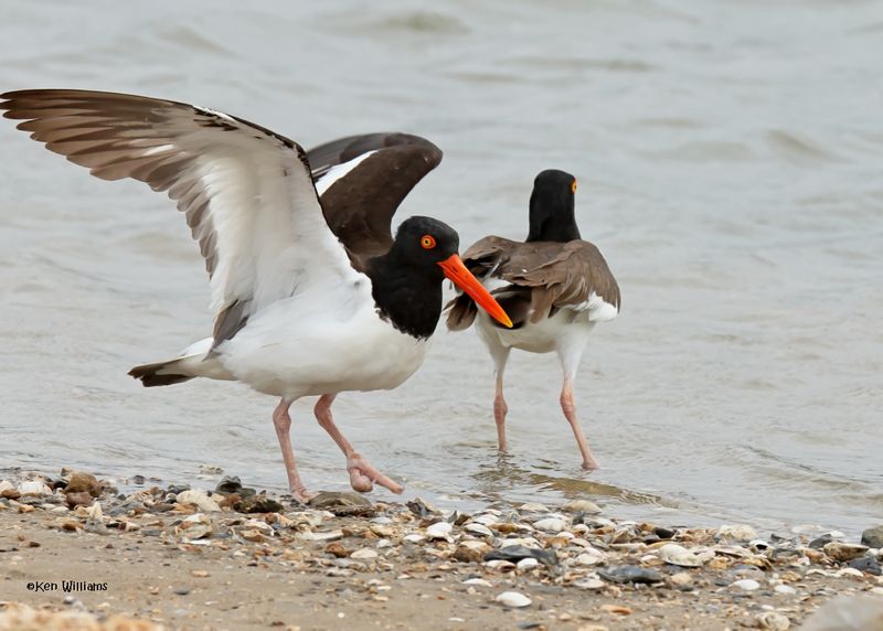 : American Oystercatcher :