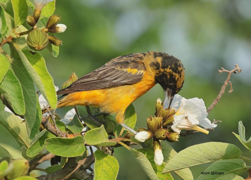 Baltimore Oriole female, S. Padre Is, TX, 4-25-2025_7965az.jpg