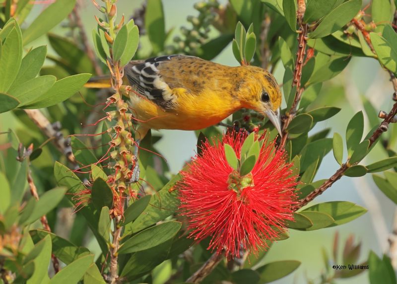 Baltimore Oriole female, S. Padre Is, TX, 4-25-2025_7982az.jpg