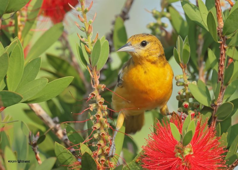 Baltimore Oriole female, S. Padre Is, TX, 4-25-2025_7983az.jpg