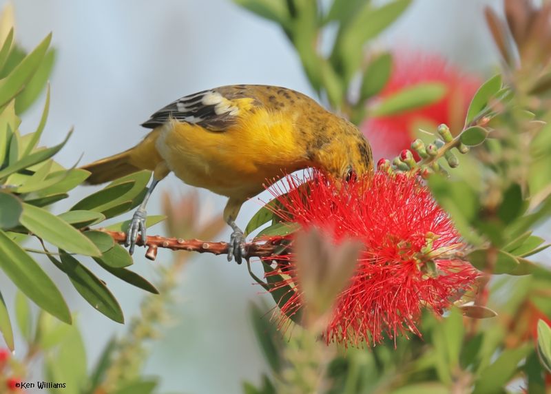 Baltimore Oriole female, S. Padre Is, TX, 4-25-2025_7988az.jpg
