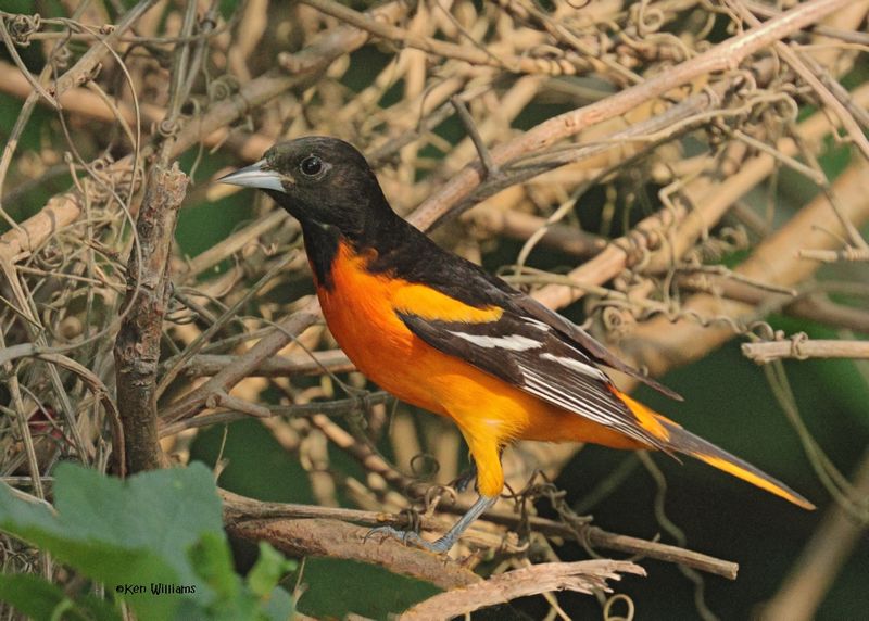 :Baltimore Oriole: