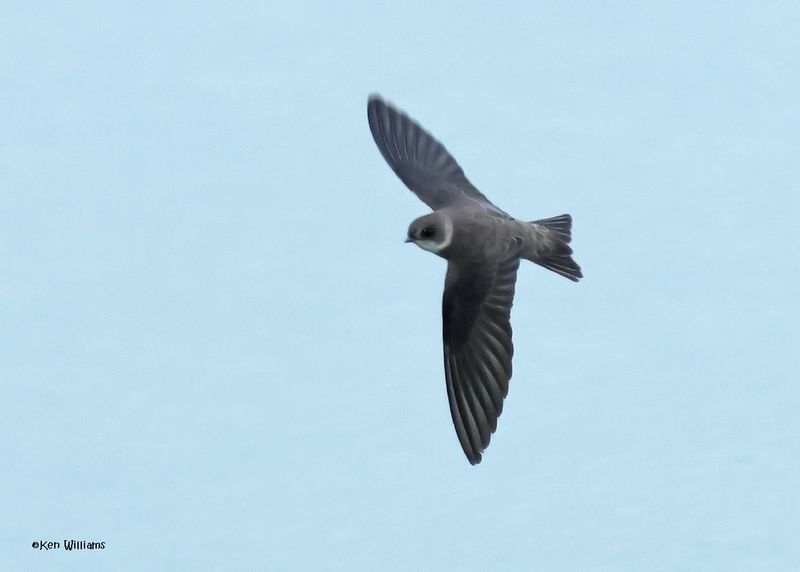 Bank Swallow, Port Aransas, TX, 4-29-2025_2097az.jpg
