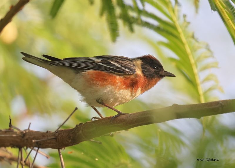 Bay-breasted Warbler male, S. Padre Is, TX, 4-26-2025_9116az.jpg