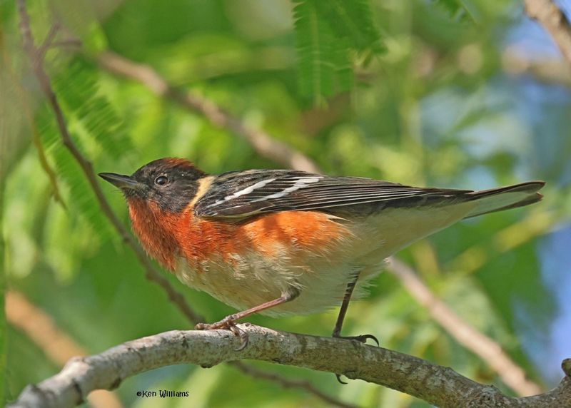 Bay-breasted Warbler male, S. Padre Is, TX, 4-26-2025_9131az.jpg