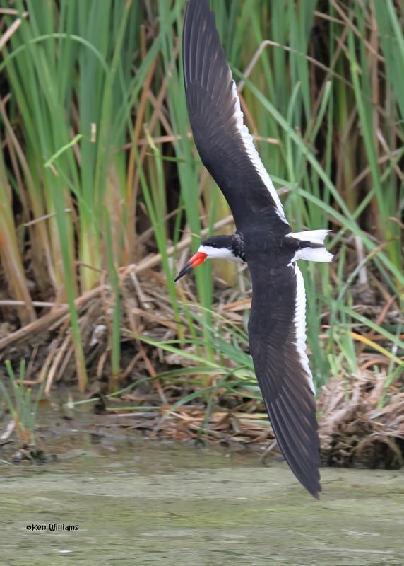 Black Skimmer, S. Padre Is, TX, 4-22-2025_0926az.jpg
