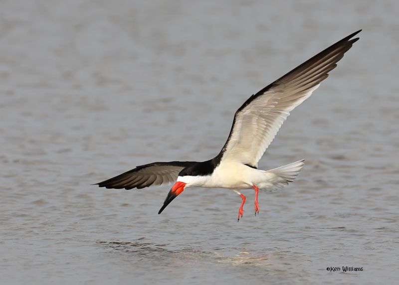 Black Skimmer, S. Padre Is, TX, 4-26-2025_8515az.jpg