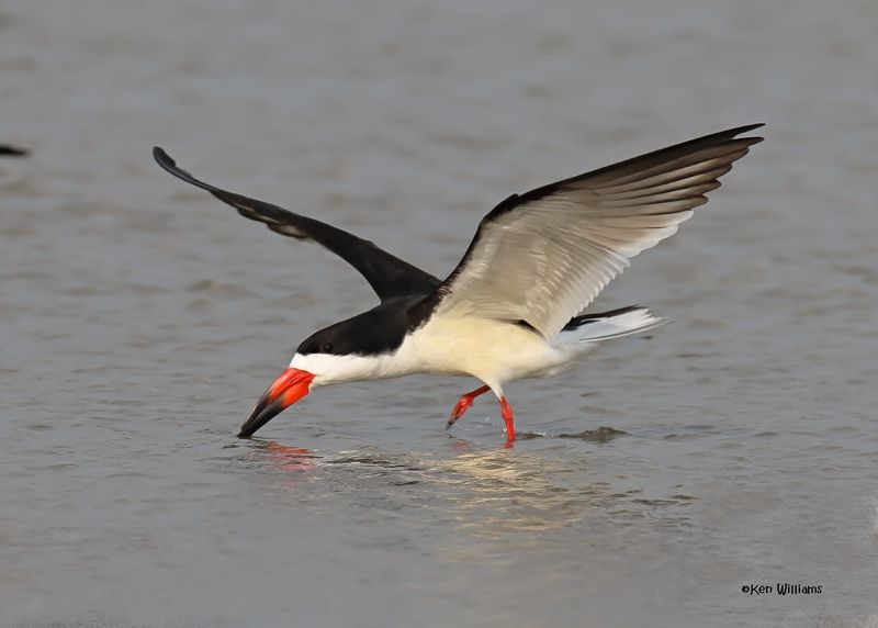 Black Skimmer, S. Padre Is, TX, 4-26-2025_8516az.jpg