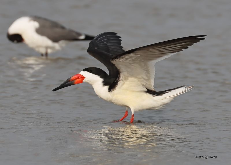 Black Skimmer, S. Padre Is, TX, 4-26-2025_8518az.jpg