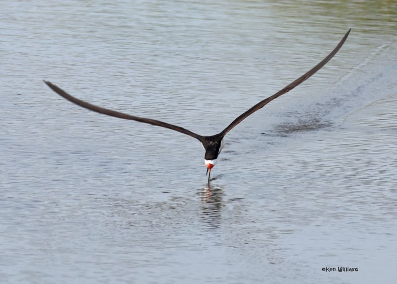 Black Skimmers