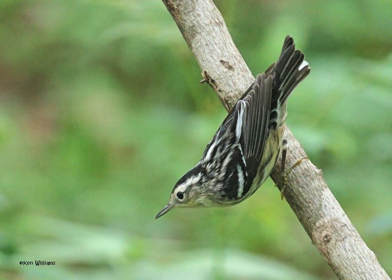 Black-and-white Warbler female, Lafitte's Cove Nature Preserve, TX, 4-29-2025_2528azD.jpg