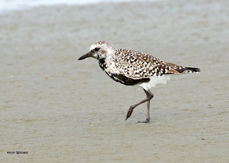 Black-bellied Plover, S. Padre Is, TX, 4-23-2025_107az.jpg